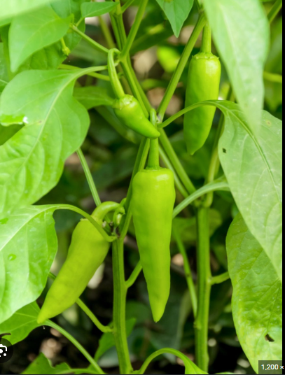 How to Prune Banana Peppers for a Better Harvest