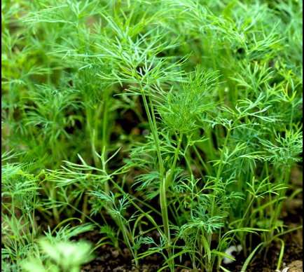 How to Harvest Dill for the Best Flavor